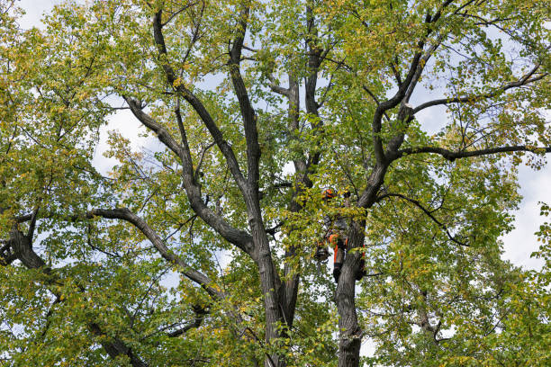 Professional Tree Care in Zionsville, IN